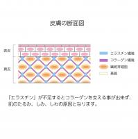 エラスチン華/えらすちん華桜モイスチャージェル美容液